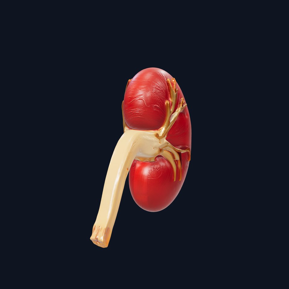Realistic Human Kidney 3D model pack